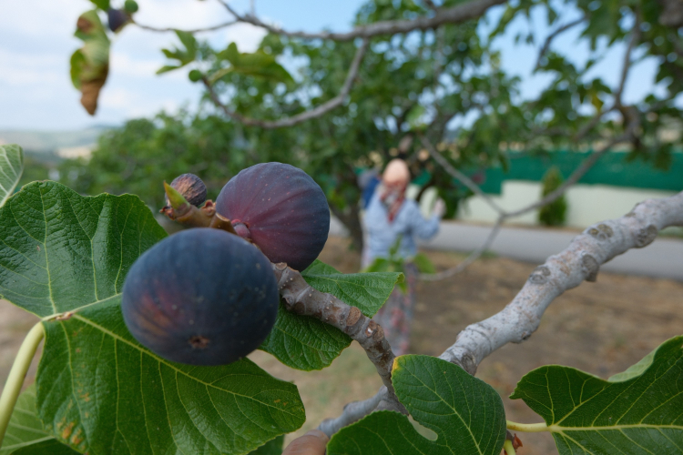 Türkiye’nin tarımsal gururu: ‘Bursa Siyahı’ ihracatta yükselişte!-Bursa Hayat-3