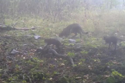 Bursa’nın gizli hazinesi: Uludağ’da yaban kedisi ailesi görüntülendi