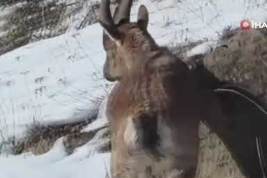 Dağ keçileri yol kenarında otlarken kameralara yansıdı