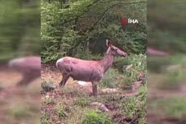 Yaban hayatı kamerada! Geyik su birikintisinde görüntülendi