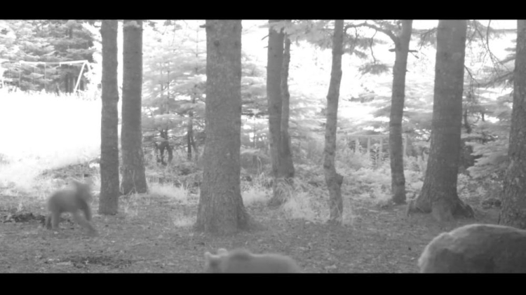 Uludağ'da bozayı ailesinin keyifli anları fotokapana yansıdı-Bursa Hayat Gazetesi-2