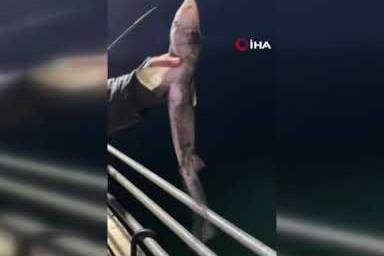 Köpekbalıkları Karadeniz'de ağlardan sonra balıkçıların oltalarına da takılmaya başladı