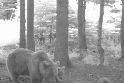 Uludağ'da bozayı ailesinin keyifli anları fotokapana yansıdı