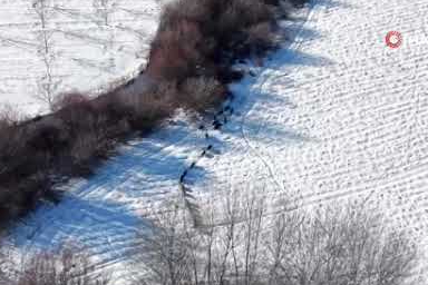 Elazığ'da domuz sürüsü kamerada