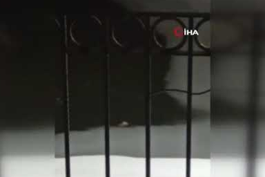 Buz tutan Çoruh Nehri’nde su samuru sürprizi