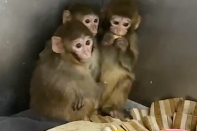 Bursa’da 3 makak maymunu kurtarıldı: Koruma altına alındılar!