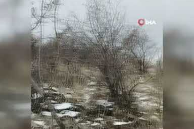 Yaban geyikleri sürü halinde kamerada