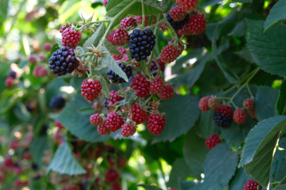 Bursa'da ahududu ve böğürtlen üretiminde Sırbistan modeli uygulanacak