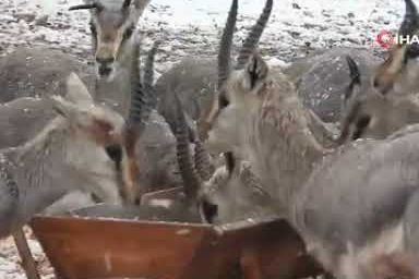 Hatay’da dağ ceylanları kar altında!