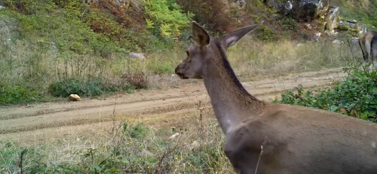 Uludağ'ın gizli sakinleri fotokapana yakalandı!-Bursa Hayat Gazetesi-2