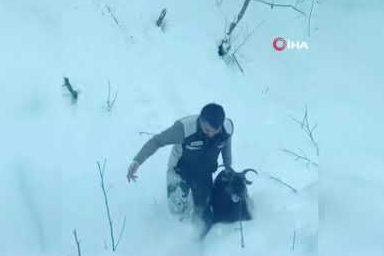 Rize’de kar yolu kapadı, operatör kaybolan keçiyi kurtardı