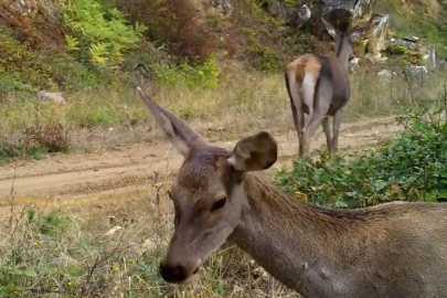 Uludağ'ın gizli sakinleri fotokapana yakalandı!