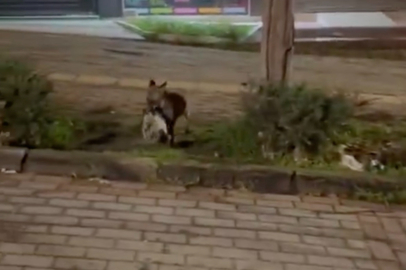 Bursa Nilüfer’de şaşırtan görüntü! Yaban hayatı kente indi