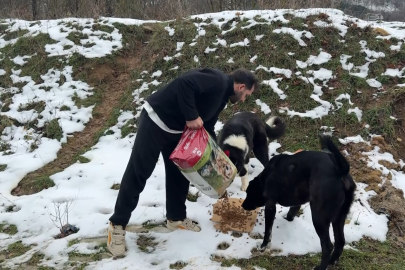 Uludağ’da yürek ısıtan dayanışma: Köpekler için seferber oldular