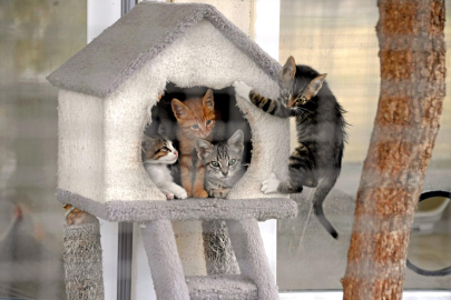 Osmangazi’de patili dostlara şefkat eli