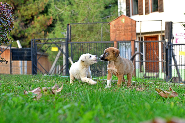 Osmangazi’de patili dostlara şefkat eli -Bursa Hayat-2