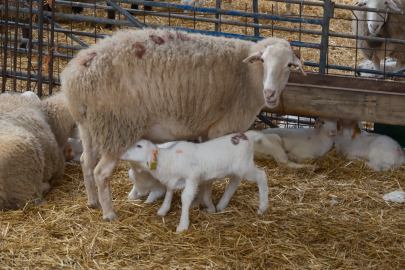 Bursa’da küçükbaş hayvancılığa destek: Şartlar belli oldu