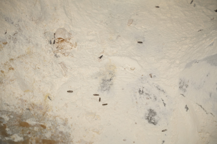 YESAŞ’ta hijyen krizi! Hamur kazanlarında fareden sonra böcekler…-Bursa Hayat-3