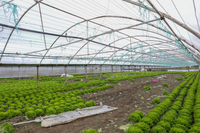 Bursa’da lodos mağduru çiftçilere Büyükşehir’den destek