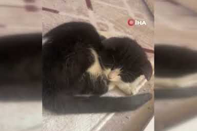 Donmak üzere olan yavru kediyi kurtardı, davranışı ile takdir topladı