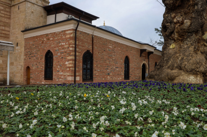 Bursa’da kış estetiği: Tarihi doku mevsim çiçekleriyle buluştu!
