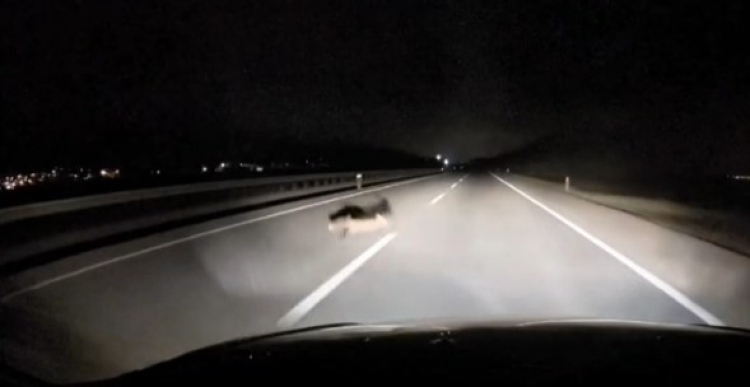 Bursa’da korkutan kaza: Yola atlayan tilkiye araç çarptı!-Bursa Hayat Gazetesi-2