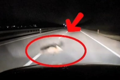 Bursa’da korkutan kaza: Yola atlayan tilkiye araç çarptı!