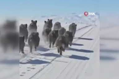 Başkale'de domuz sürüsü görüntülendi