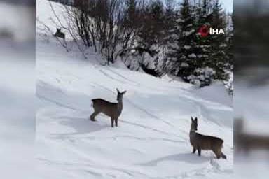 Yiyecek arayan karacalar Kulakkaya Yaylası’nda görüntülendi