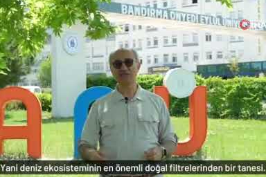 Prof. Dr. Mustafa Sarı: ‘Pinalar Marmara’nın son sığınağı’