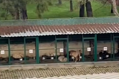 Gemlik Hayvan Rehabilitasyon Merkezi için inceleme çağrısı