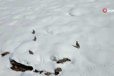 Beytüşşebap’ta kar esareti yaban hayatını vurdu