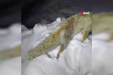 Hakkari’de tilki kar üzerinde donmuş halde bulundu