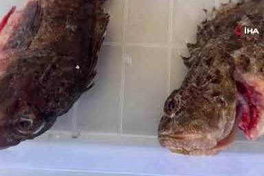 İlginç anlar! Temizlenen balık dakikalarca hareket etti