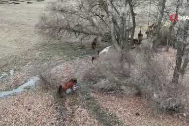 Yaban hayatının simgesi! Yılkı atları drone ile kayıt altına alındı