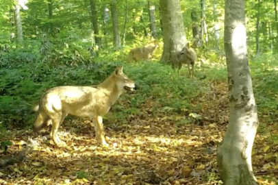 Uludağ'ın sahipleri göründü: Kurt sürüsü fotokapanda!