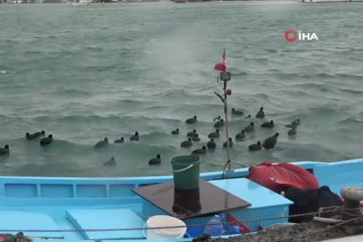 Doğu Karadeniz fırtınaya teslim! Kıyılarda hayat durdu