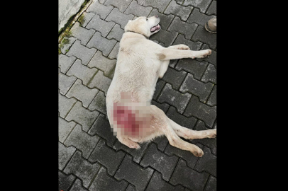 Bursa'da vicdansızlığın böylesi! Müdahalelere rağmen...