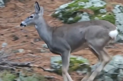 Bursa ormanlarında ezber bozan görüntü!
