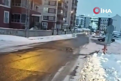 Sivas’ta tilki ve kurtlar sokaklara kadar indi!