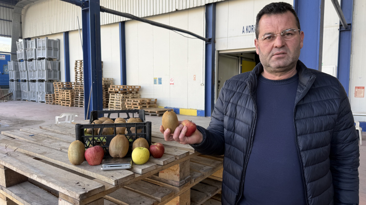 İznik kivileri rekor kırdı! 4 tanesi 1 kilogram geliyor -Bursa Hayat-2