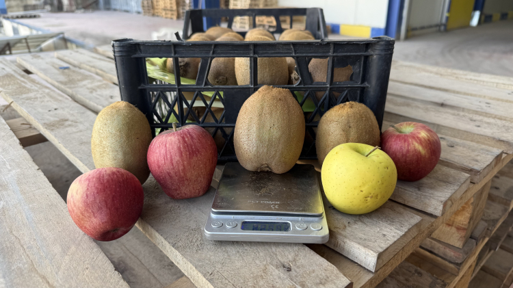 İznik kivileri rekor kırdı! 4 tanesi 1 kilogram geliyor -Bursa Hayat-3