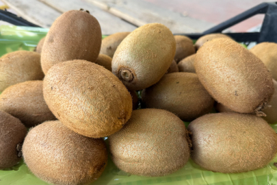 İznik kivileri rekor kırdı! 4 tanesi 1 kilogram geliyor