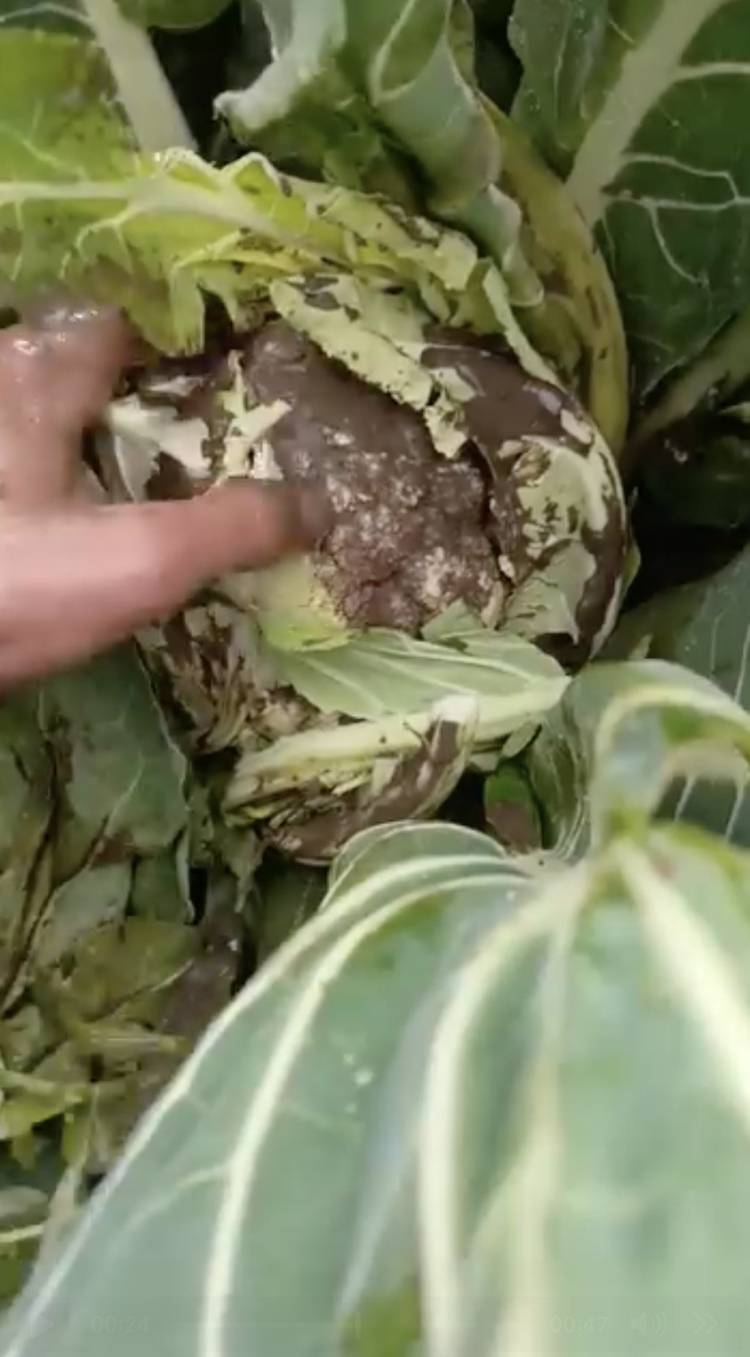 Bursa’da karnabahar tarlaları çamura bulandı: Üretici zararda!-Bursa Hayat-3