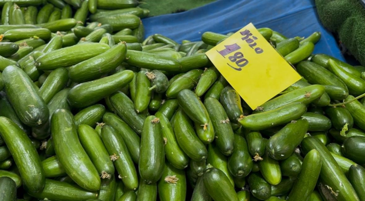 Bursa’da sivri biber ve salatalık el yaktı: Pazarcılar yüksek fiyatlara tepkili!-Bursa Hayat-2