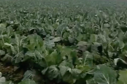 Bursa’da karnabahar tarlaları çamura bulandı: Üretici zararda!