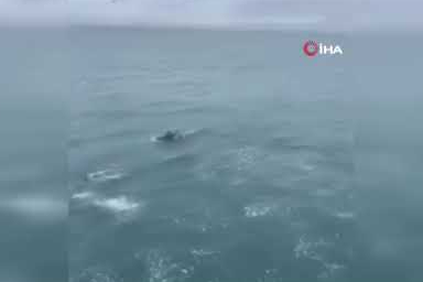 Yunusların balıkçı teknesiyle dansı kamerada