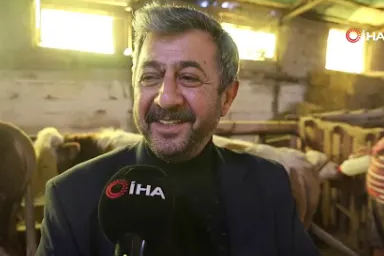 Annesi ölen buzağıyı elleriyle besliyorlar