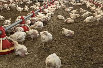 Ramazan öncesi tavuk krizi: Ticaret Bakanlığı ihracatı durdurdu!