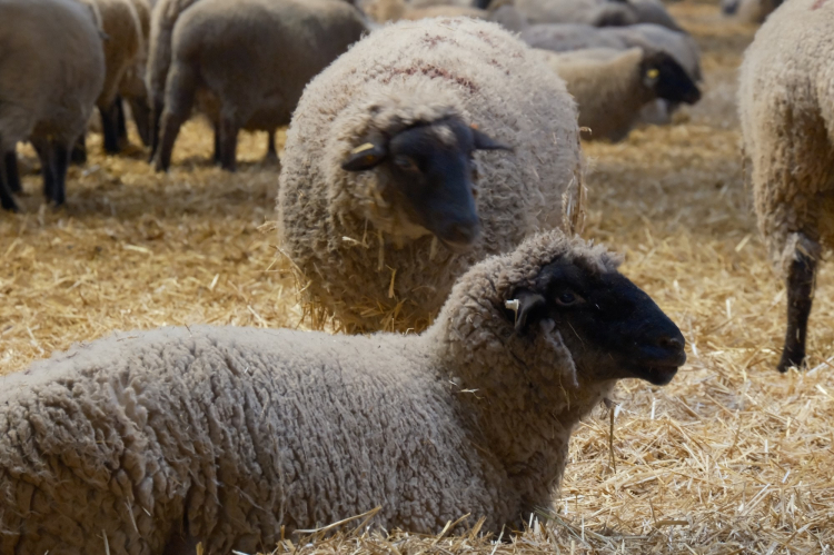 Merinos Koyunu'na rakip olan 'Bandırma Koyunu' tescile hazırlanıyor!-Bursa Hayat Gazetesi-4